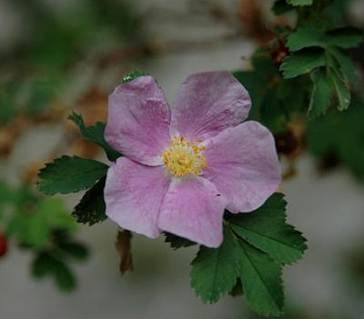 Wild Rose
