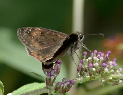 Funereal Duskywing