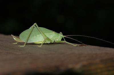 Common True Katydid