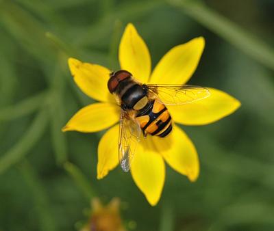 Eristalis transversa