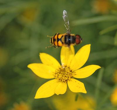 Family Syrphidae