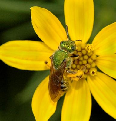 Hactilid Bee
