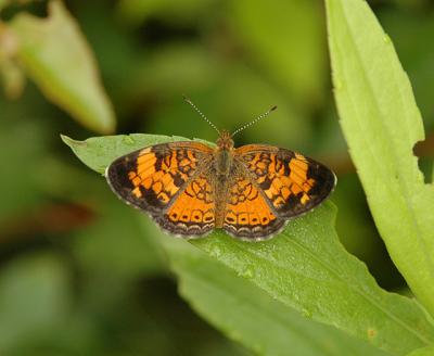 Pearl Crescent (Male