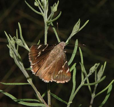 Southern Cloudywing