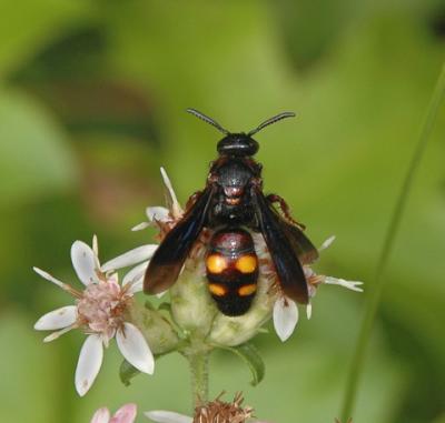 Scoliid Wasp