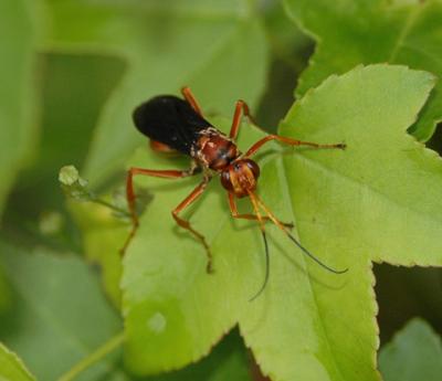 Spider Wasp