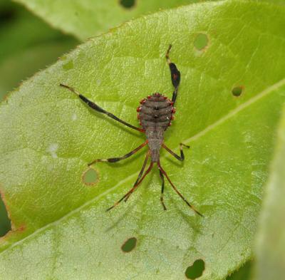 Leaf-footed Bug, Nymph (Acanthocephala)