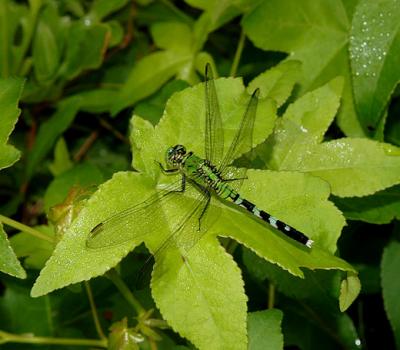 Eastern Pondhawk (Female)