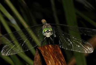 Female