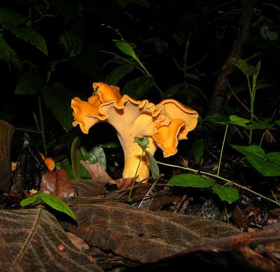 Golden Chanterelle Fungus