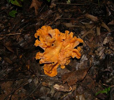 Golden Chanterelle Fungus
