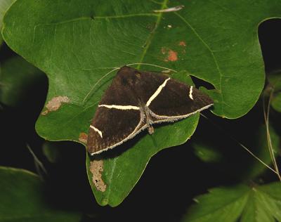 Short-lined Chocolate Moth (8764)