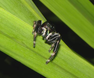 Brilliant Jumping Spider