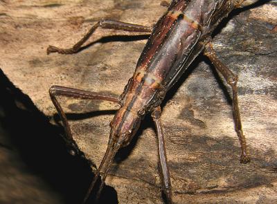 Two-striped Walkingstick