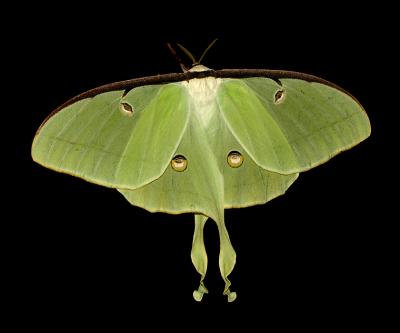 Luna Moth Gallery (7758)