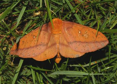 Spiny Oakworm Moth (7716)