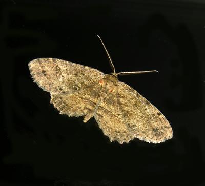 Canadian Melanolophia Moth (6620)