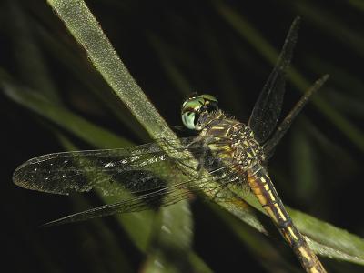 Female