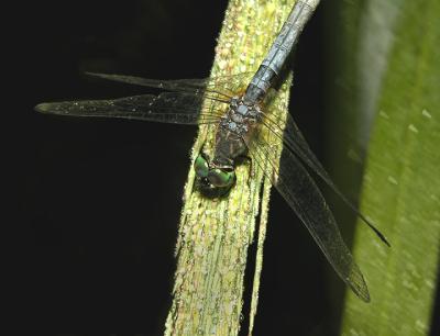 Male