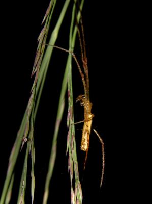 Tetragnatha sp.