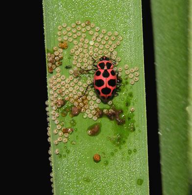 Lady Beetles