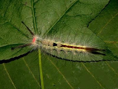 White-marked Tussock Moth Caterpillar (8316)