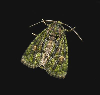 Spotted Phosphila Moth (9619)