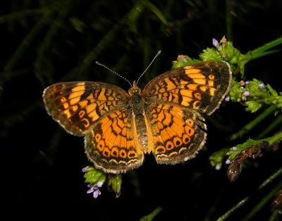 Pearl Crescent (Male)