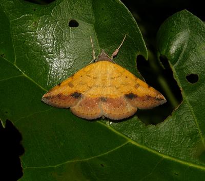 Variable Tropic Moth (8467)
