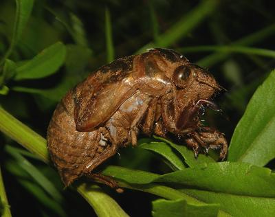 Cicada Exoskeletal Shell