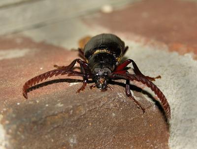 Tile-horned Prionus Beetle