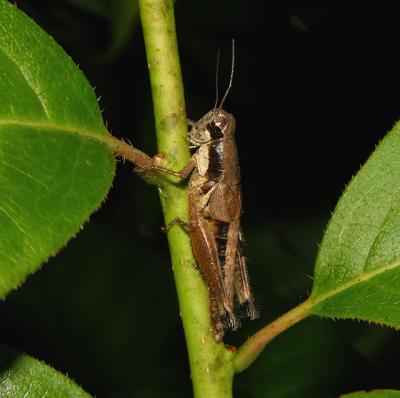 Melanoplus  Grasshopper Nymph