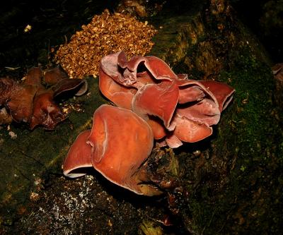 Unidentified Fungus