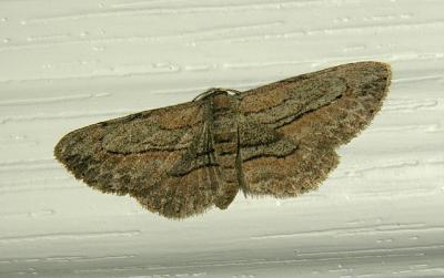 Dainty Gray Moth (6452)