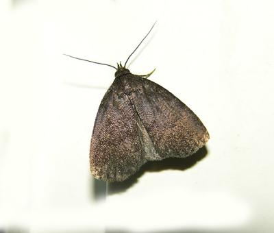 Rotund Idia Moth (8326)