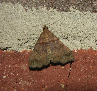 Ambiguous Moth (8393)