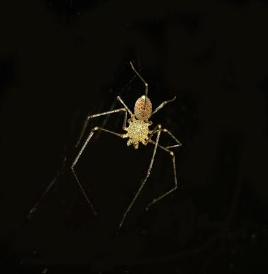 Scytodes spp. 