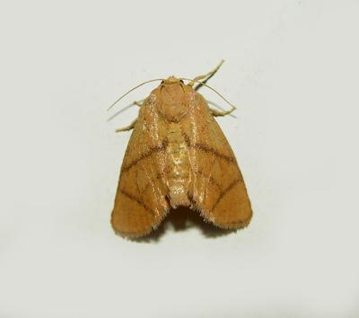 Yellow-collared Slug Moth (4667)