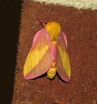 Rosy Maple Moth (7715)
