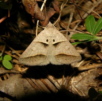Common Ptichodes Moth (8750)