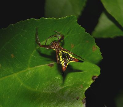 Arrow-shaped Micrathena Spider