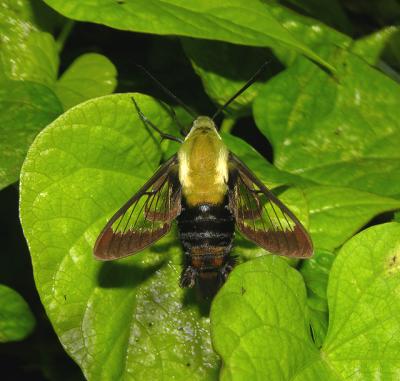 Snowberry Clearwing Moth Male (7855)