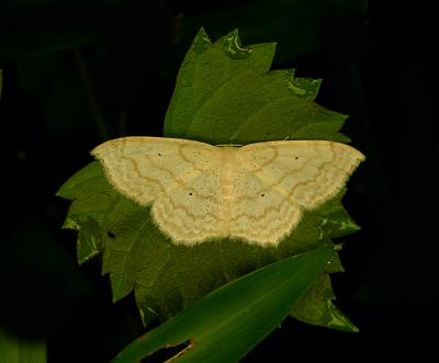 Large Lace-border Moth (7159)