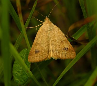 Vetch Looper Moth (8733)