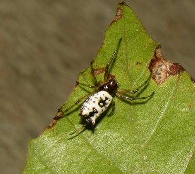 White Micrathena Spider
