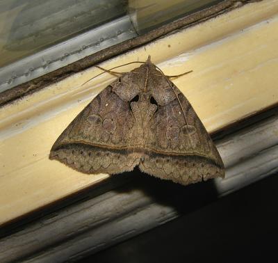 Black Bit Moth (8747)