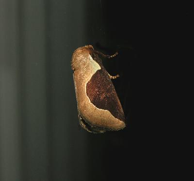 Skiff Moth (4671)