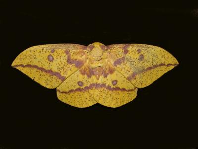 Imperial Moth (Dorsal) (7704)