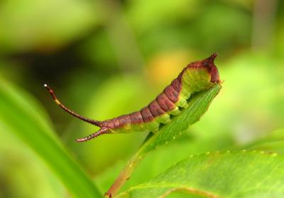 White Furcula Moth Caterpillar (7936)