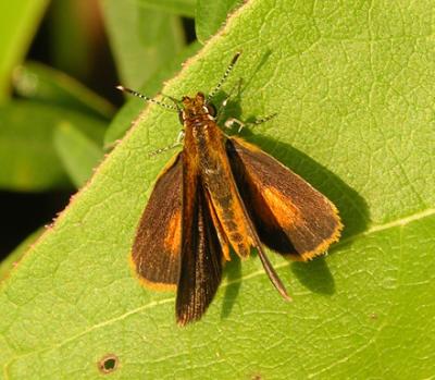 Least Skipper